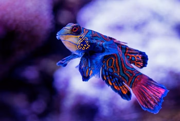 Nhưng cá trạng nguyên là một ngoại lệ. Vì nó có các tế bào sắc tố đặc biệt gọi là cyanophore chứa sắc tố xanh.