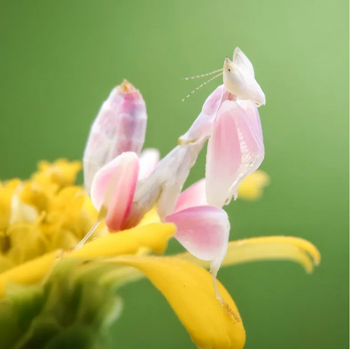 Tông màu hồng và trắng nhẹ cùng các họa tiết sọc tinh tế khiến nó trông gần giống với những bông hoa.
