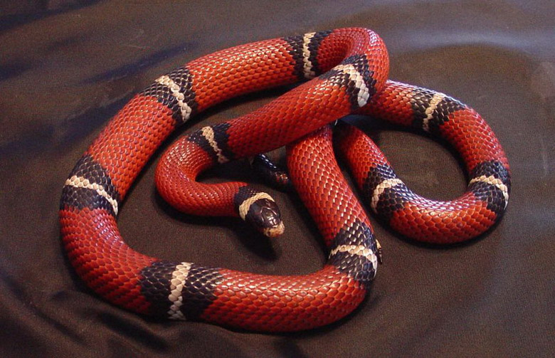 Rắn sữa đang được ưa chuộng tại nhiều quốc gia như một sinh vật cảnh độc đáo.