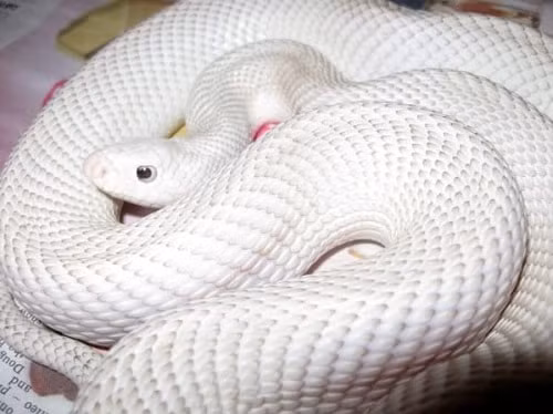  3. Rắn bạch tạng được phát hiện tại các bang Texas, Arizona và Louisana của Mỹ.