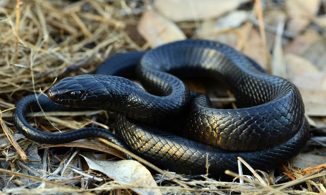  4. Rắn chàm phương Đông: Loài rắn này xứng đáng được xếp trong danh sách những loài rắn đẹp nhất thế giới, bởi màu đen tuyền trên cơ thể của chúng.