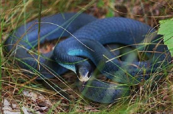  5. Rắn lam (Blue Racer Snake) thuộc họ Coluber constrictor – một trong số các loài rắn nước.