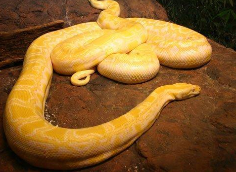 Chúng là một ví dụ điển hình về của màu vàng carotene ở bò sát khác với động vật có vú thì màu da và lông vàng được tạo ra từ các sắc tố có nguồn gốc melemin.