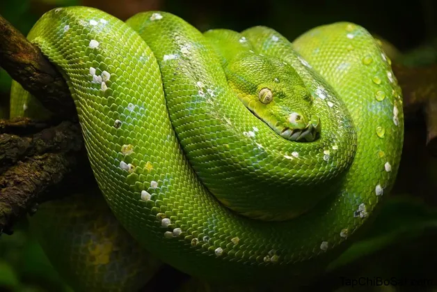  1. Trăn xanh (Green Tree Python) được đánh giá là một trong những dòng trăn đẹp nhất thế giới.