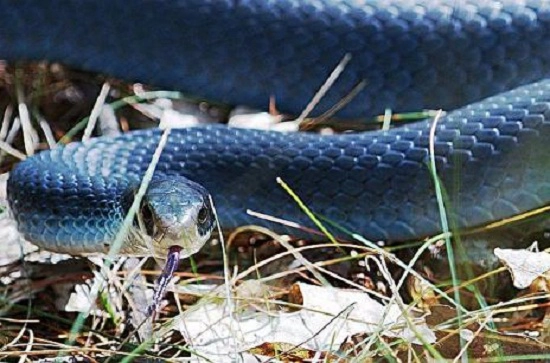 Tuy nhiên, đây là một trong những bức ảnh khá hiếm hoi về loài rắn này, bởi đa phần chúng ta thường thấy các loài rắn nước thường có màu xám chứ không phải màu xanh lam như dưới đây.