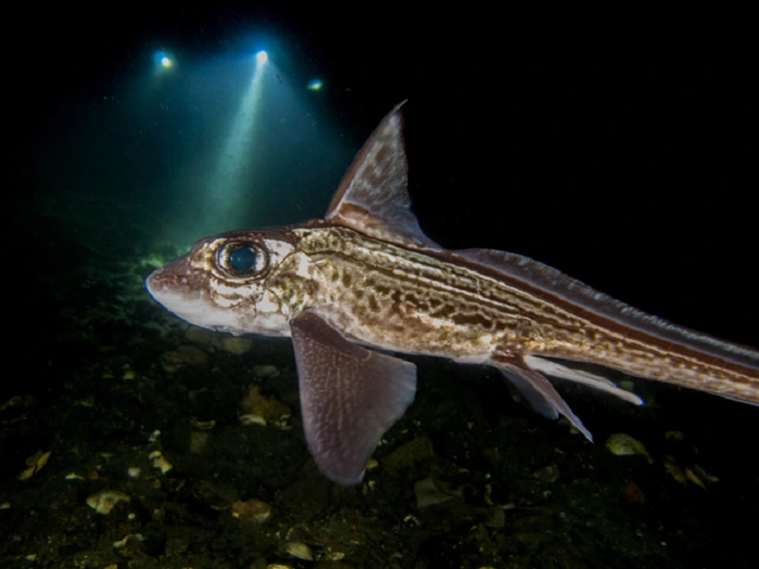  1. Cá mập ma: Trông giống như những bóng ma kỳ lạ, nên những con cá mập khó nắm bắt này đôi khi được gọi là "cá mập ma". Theo một kỹ thuật viên nghiên cứu cấp cao tại MBARI cho biết điều kỳ lạ là cơ quan giống như chiếc gậy trên đỉnh đầu của con đực. Cơ quan này được sử dụng để định vị con cái trong khi giao cấu. 