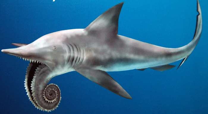  4. Cá mập Helicoprion: Theo National Geographic, những con cá mập dài tới 7,6 m này không có răng hàm trên, để không cản trở việc sắp xếp của hàm răng lưỡi cưa bên dưới. Nghiên cứu nhận định sự sắp xếp răng cưa của cá mập cũng cho thấy Helicoprion có khả năng không phải là cá mập về mặt kỹ thuật, mà là họ hàng gần của cá mập được gọi là cá chuột.
