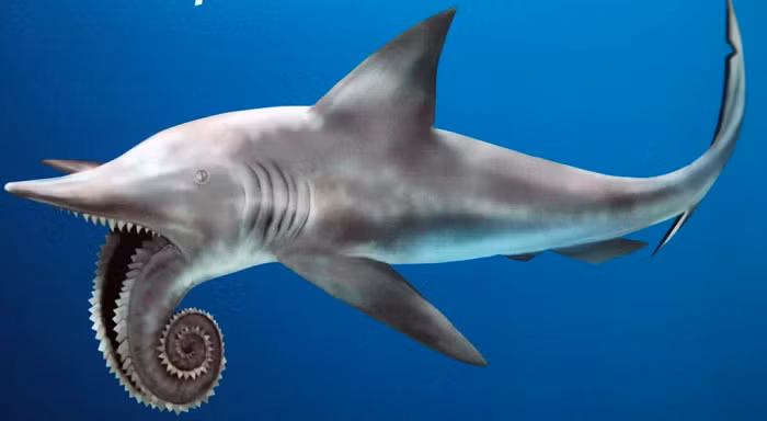  4. Cá mập Helicoprion: Theo National Geographic, những con cá mập dài tới 7,6 m này không có răng hàm trên, để không cản trở việc sắp xếp của hàm răng lưỡi cưa bên dưới. Nghiên cứu nhận định sự sắp xếp răng cưa của cá mập cũng cho thấy Helicoprion có khả năng không phải là cá mập về mặt kỹ thuật, mà là họ hàng gần của cá mập được gọi là cá chuột.