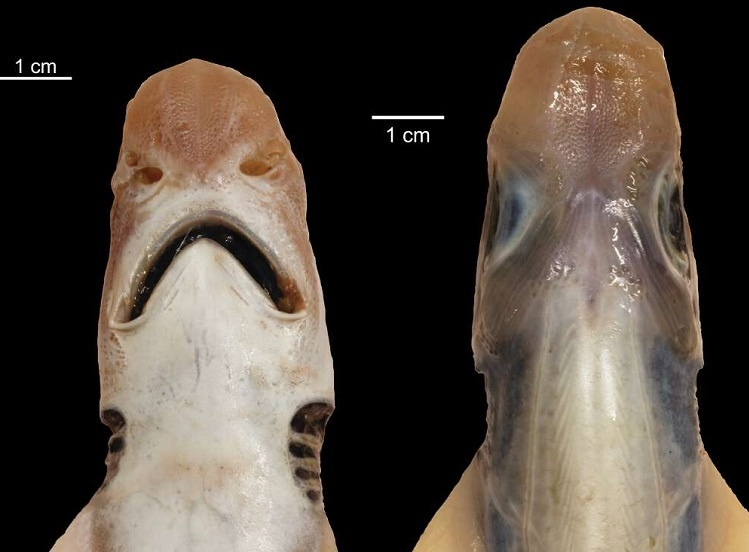 1 7. Cá mập miệng đen không da: Một con cá mập kỳ lạ không có răng và da được kéo từ Địa Trung Hải vào tháng 7 năm. Loài cá mập miệng đen có kích thước điển hình so với lứa tuổi của nó, có thể dài đến 70 cm, và có một cái bụng no.