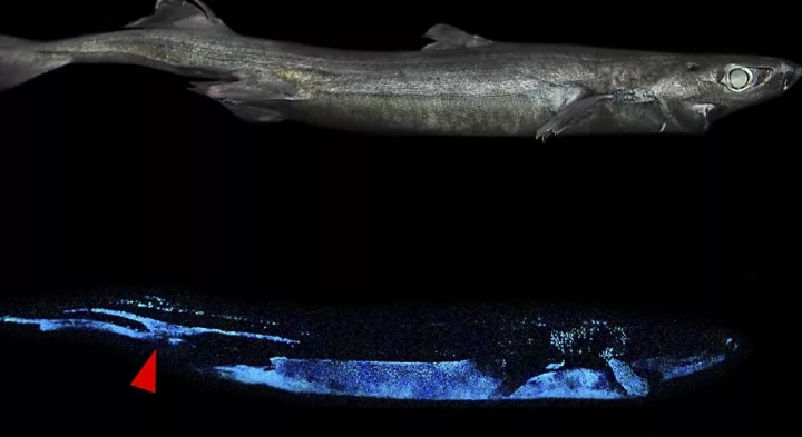  14. Cá mập bụng phát sáng: Những con cá mập này thường dài không quá 60 cm, vì vậy chúng dễ bị tổn thương trước những kẻ săn mồi lớn hơn. Những chiếc gai sáng lên của chúng có thể cảnh báo những kẻ săn mồi đói rằng chúng là một loài vật khó nuốt. 