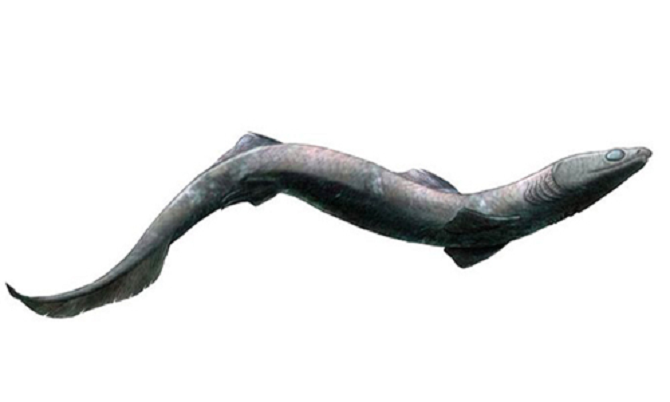  9. Cá mập Phoebodus: Những chiếc vảy cá mập đầu tiên từng được tìm thấy có niên đại cách đây 450 triệu năm. Vì vậy, loài cá mập này đã xuất hiện khá sớm. Cá mập Phoebodus có hàm răng ba khía, cơ thể giống lươn và mõm dài, và có thể trông hơi giống cá mập xếp nếp hiện đại. 