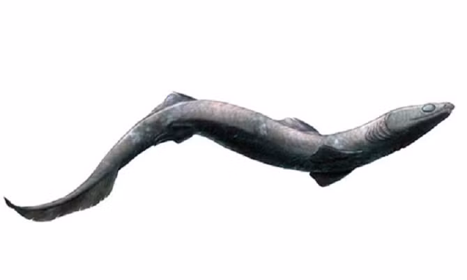  9. Cá mập Phoebodus: Những chiếc vảy cá mập đầu tiên từng được tìm thấy có niên đại cách đây 450 triệu năm. Vì vậy, loài cá mập này đã xuất hiện khá sớm. Cá mập Phoebodus có hàm răng ba khía, cơ thể giống lươn và mõm dài, và có thể trông hơi giống cá mập xếp nếp hiện đại. 