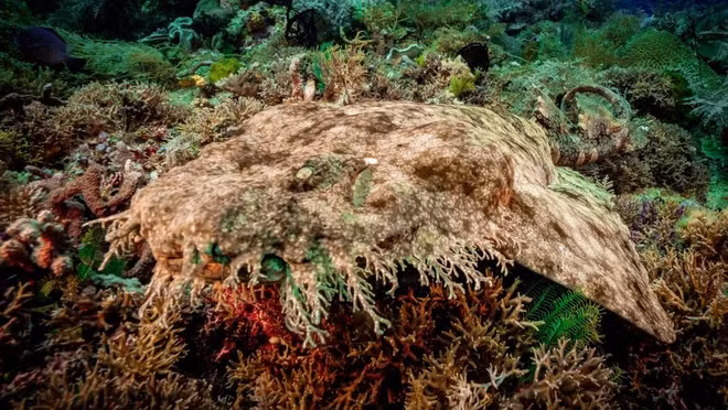  16. Cá mập thảm râu rậm: Những sinh vật sống dưới đáy này thuộc họ Orectolobidae, được ngụy trang bằng các hoa văn màu cam sặc sỡ. Phần “râu” chính là các thùy cảm giác nằm dọc theo hàm của chúng. 