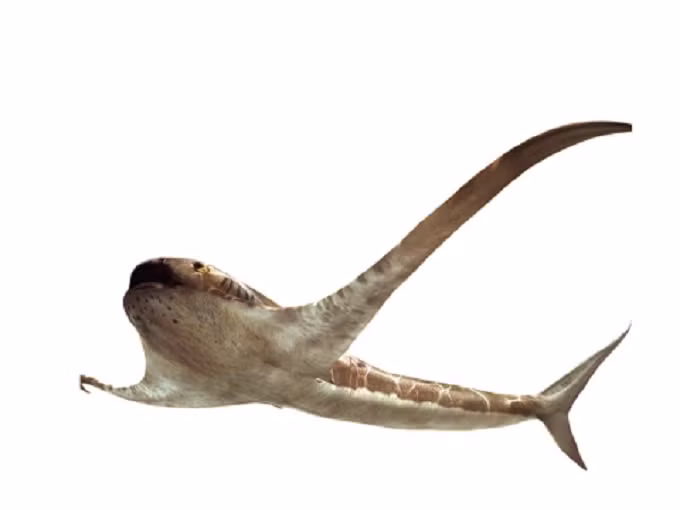  13. Cá mập đại bàng: 93 triệu năm trước, ở vùng đất ngày nay là Mexico, cá mập đại bàng lướt qua biển với những chiếc vây giống như đôi cánh. Loài cá mập này chiều ngang dài 1,9 m, rộng hơn so với chiều dài của chúng, vì chúng có chiều dài là 1,65 m. 