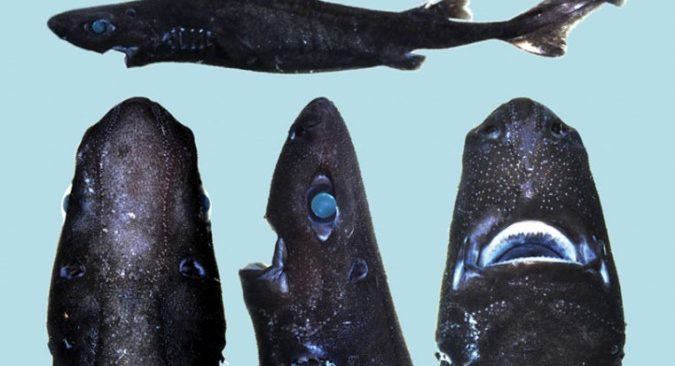  5. Cá mập lồng đèn “ninja”: Có kích thước nhỏ, chỉ dài khoảng 0,5 m, cá mập lồng đèn “ninja” sống ở ngoài khơi Trung Mỹ. Nhà nghiên cứu Vicky Vásquez đã chọn cái tên “ninja” sau khi những cậu em họ của cô gợi ý rằng làn da đen bóng mượt và sự phát quang sinh học nhẹ của cá mập khiến họ liên tưởng đến một "siêu nhẫn giả." 