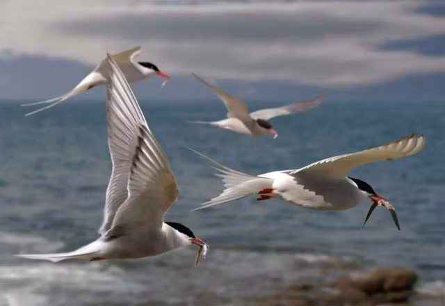 Tai sao chim di cu phai “nhoc cong” bay ve phuong Bac khi het mua lanh?-Hinh-3