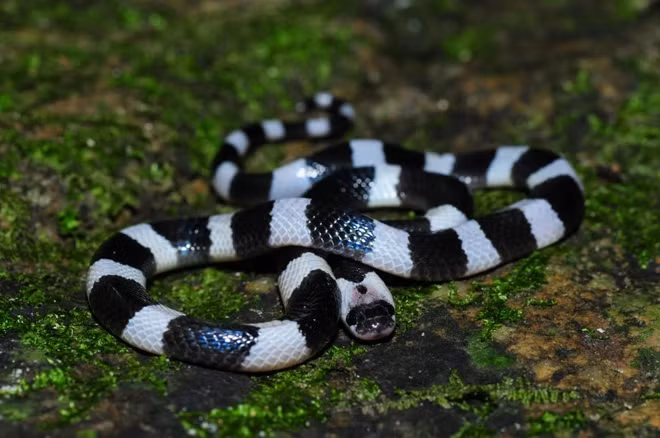  2. Rắn cạp nia (tên khoa học: Bungarus slowinski): Loài này thuộc họ rắn Hổ (Elapidae) bộ Bò sát có vảy (Squamata). Đây là loài động vật đặc hữu của khu vực miền bắc Việt Nam.