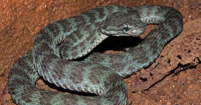  4. Rắn lục trường sơn (tên khoa học: Trimeresurus truongsonensis), còn gọi là rắn lục Quảng Bình, là một loài rắn trong họ Rắn lục. Lần đầu tiên loài này được giới khoa học phát hiện ở động Phong Nha - Kẻ Bàng, Quảng Bình.