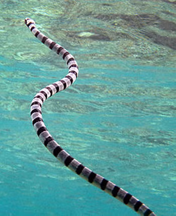  7. Rắn đẻn xanh lơ (tên khoa học: Hydrophis parviceps): Loài rắn này được mô tả đầu tiên năm 1935 từ một mẫu thu thập ở vùng biển miền nam Việt Nam.