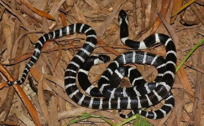 Đặc trưng với các khoang đen trắng xen kẽ, kéo dài khắp cơ thể. Rắn trưởng thành có chiều dài trung bình hơn 1m, có con dài tới 2,5m, có tiết diện ngang hình tam giác, từ đoạn hông đến đuôi khá phẳng và hẹp dần thành điểm nhọn ở đuôi. 