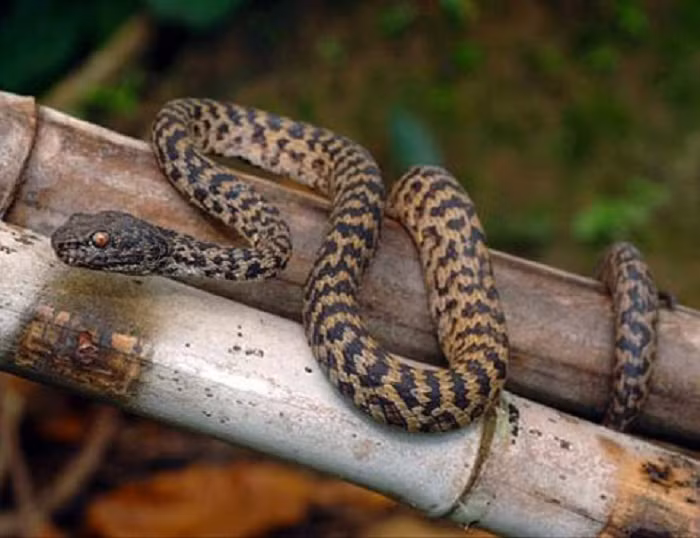  6. Rắn lục hòn sơn (tên khoa học: Trimeresurus honsonensis), là một loài rắn được L.L. Grismer, Ngô Văn Trí &amp; J.L. Grismer mô tả khoa học đầu tiên năm 2008. Chúng là loài đặc hữu và mới phát hiện ở Khu dự trữ sinh quyển Kiên Giang thuộc miền nam Việt Nam. Loài này thuộc họ rắn lục (Viperidae) dài khoảng 626-648 mm. 