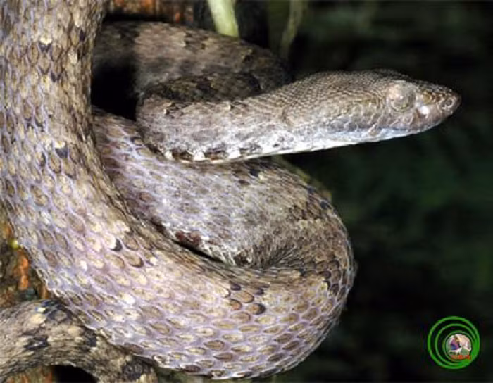 Rắn lục Trùng Khánh dài 733mm, nhỏ hơn so với các loài cùng giống, khác biệt rõ nét ở sự sắp xếp các vảy trên thân. Loài này có các vảy nhỏ ngăn cách giữa đầu và cổ, lỗ mũi lớn; mình thon, vảy hình thang, có gờ nổi rõ; có màu nâu xám nhạt ở lưng và đầu, nhiều vệt nâu sẫm trên thân và đuôi. Gần đuôi có vệt đen, không có vệt đỏ trên chóp đuôi. 