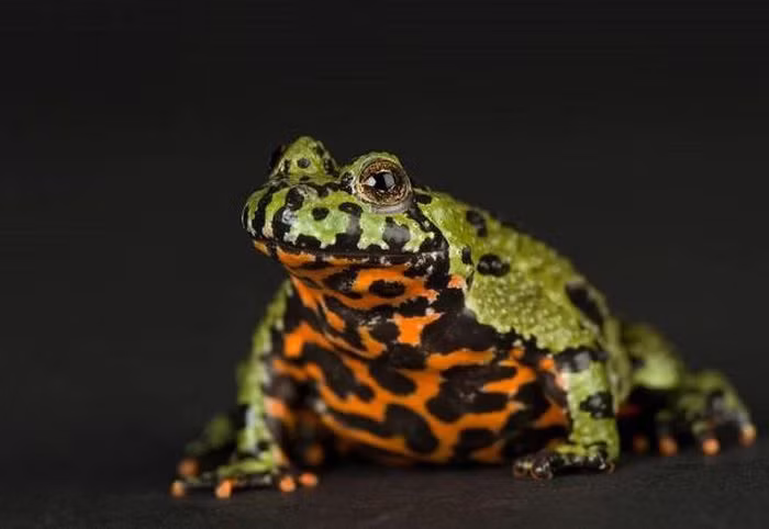  11. Cóc tía: Là loài lưỡng cư nổi tiếng với câu ví von “gan lì cóc tía". Khi gặp nguy hiểm, chúng không bỏ chạy mà sẽ uốn cong lưng và các chân, hoặc lật ngửa người ra để lộ phần bụng có màu sặc sỡ nhằm cảnh báo kẻ thù rằng chúng rất độc.