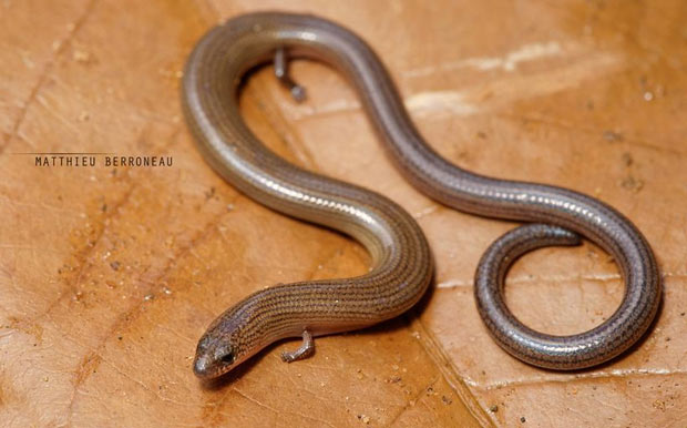  9. Thằn lằn chân ngắn: Thằn lằn chân ngắn thuộc họ Lacertidae, có kích thước khá nhỏ với chiều dài chỉ 15cm. Các chi của chúng có đủ 5 ngón nhưng rất nhỏ, không đủ mạnh để nâng đỡ cơ thể.