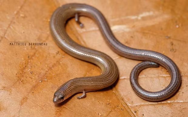  9. Thằn lằn chân ngắn: Thằn lằn chân ngắn thuộc họ Lacertidae, có kích thước khá nhỏ với chiều dài chỉ 15cm. Các chi của chúng có đủ 5 ngón nhưng rất nhỏ, không đủ mạnh để nâng đỡ cơ thể.