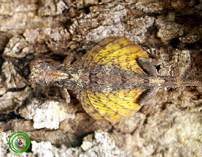  6. Tắc kè bay đốm: Với màng da rộng giữa 2 chân, tắc kè bay đốm (Dacro maculatus) có thể bay từ cây này qua cây khác để tìm kiếm thức ăn và lẩn tránh kẻ thù. Chúng cũng là thiên tài trong việc ngụy trang giống y hệt vỏ cây.