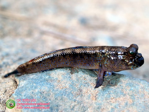  12. Cá thòi lòi: Cá thòi lòi (Periophthalmus schlosseri) có thể khiến nhiều người lầm tưởng là một loài lưỡng cư vì chúng có đôi mắt lồi như loài ếch. Loài vật thú vị này có thể di chuyển trên cạn dễ dàng bằng 2 chi trước.