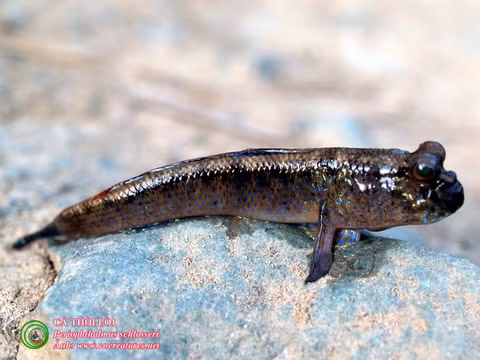  12. Cá thòi lòi: Cá thòi lòi (Periophthalmus schlosseri) có thể khiến nhiều người lầm tưởng là một loài lưỡng cư vì chúng có đôi mắt lồi như loài ếch. Loài vật thú vị này có thể di chuyển trên cạn dễ dàng bằng 2 chi trước.