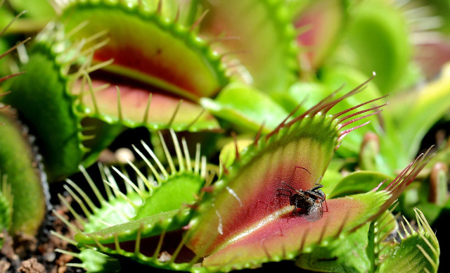 12. Cây bắt ruồi là một loài cây ăn thịt. Chúng coi các loài côn trùng và động vật nhỏ là thực phẩm. Cây bắt ruồi có phần thùy đặc biệt để bẫy con mồi.