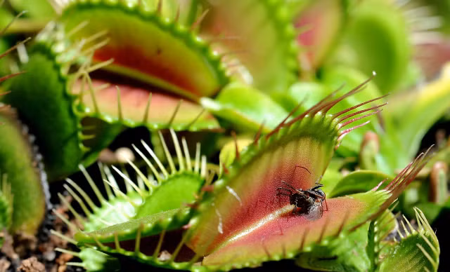 12. Cây bắt ruồi là một loài cây ăn thịt. Chúng coi các loài côn trùng và động vật nhỏ là thực phẩm. Cây bắt ruồi có phần thùy đặc biệt để bẫy con mồi.