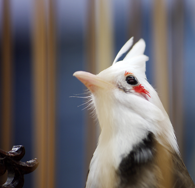  4. Chim Chào Mào Nữ Hoàng là một loại chim cảnh cực độc, cực quý và cực hiếm gặp trong tự nhiên. Toàn bộ phần cổ và đầu chim có màu lông trắng muốt, đôi mắt đỏ như lửa.