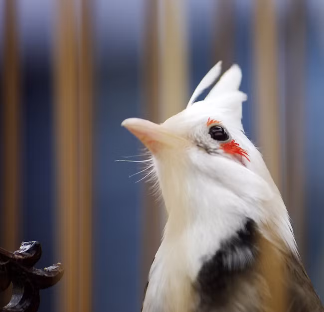  4. Chim Chào Mào Nữ Hoàng là một loại chim cảnh cực độc, cực quý và cực hiếm gặp trong tự nhiên. Toàn bộ phần cổ và đầu chim có màu lông trắng muốt, đôi mắt đỏ như lửa.