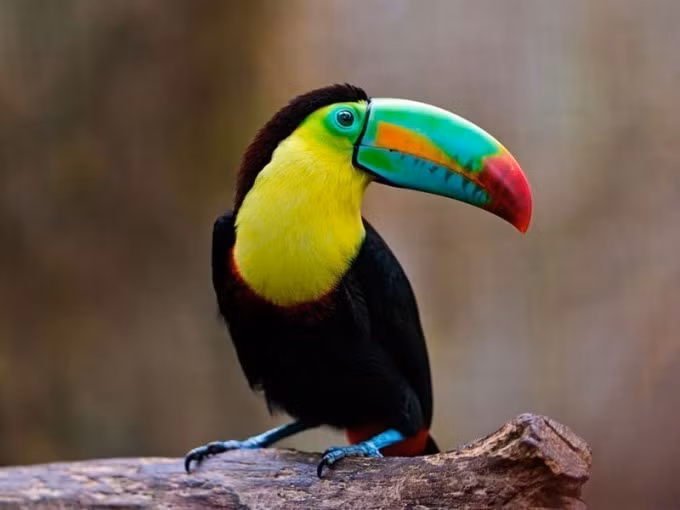 Chim Toucan có giá trị cao từ 5.000 - 10.000 USD, chiếc mỏ của loài chim này càng lớn thì giá trị càng cao.