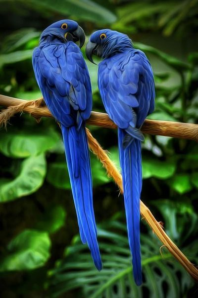 Chim Hyacinth Macaw có giá khoảng 14.000 USD, một cái giá rất đắt đỏ cho những ai muốn sở hữu loại vẹt lớn nhất thế giới này.