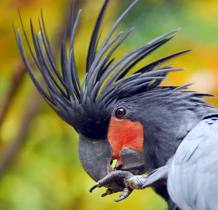  1. Chim Palm Cockatoo: Mở đầu cho danh sách "Bộ tứ chim cảnh" đắt giá nhất thế giới phải nói đến chim Palm Cockatoo hay có tên khác là vẹt đuôi dài Palm hay Goliath.