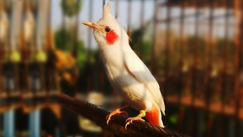 Chim Chào Mào Nữ Hoàng dễ nuôi, có giọng hót hay, được ca tụng là “Huyền thoại Nữ Vương ”.