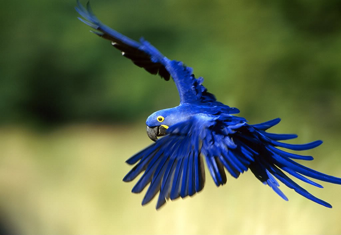 Hiện nay số lượng chim Hyacinth Macaw trong tự nhiên đã giảm mạnh do nạn săn bắt và thói quen nuôi chim cảnh của con người. Đặc điểm nổi bật của loài chim này là có chiếc mỏ rất cứng và khỏe, có thể xuyên thủng vỏ của trái dừa.