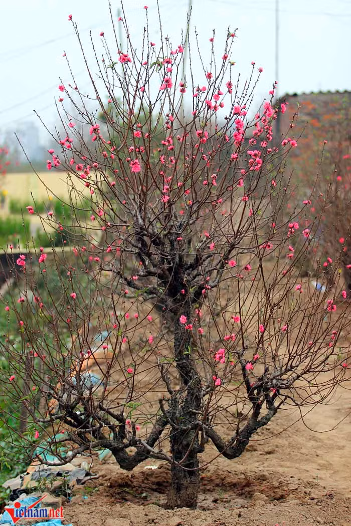 Ông Nhâm cho biết, nếu năm ngoái gốc đào này bán ra được 30 triệu đồng thì năm nay 20 triệu còn khó bán