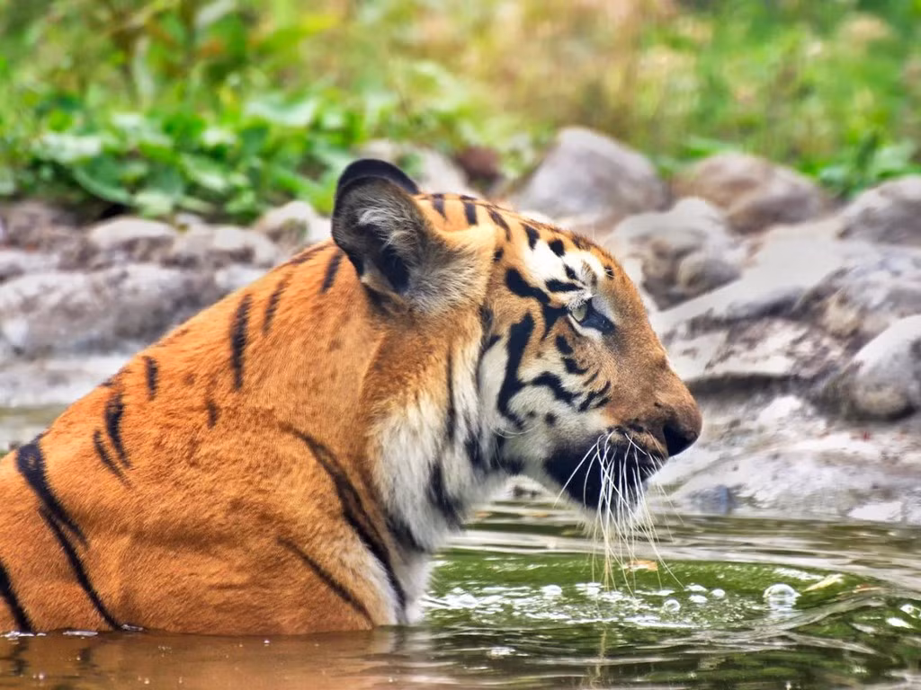 Rừng Sundarbans (Ấn Độ và Bangladesh) thuộc đồng bằng sông Hằng, rộng gần 6.500 km2). Đây là rừng ngập mặn lớn nhất thế giới, đồng thời là nơi trú ẩn của một số loài có nguy cơ tuyệt chủng. Nạn phá rừng, ô nhiễm và sự phụ thuộc vào nhiên liệu hóa thạch khiến mực nước biển tăng lên nhanh chóng trong khu vực, gây xói mòn. Ảnh: Rudra Narayan Mitra / Shutterstock. 