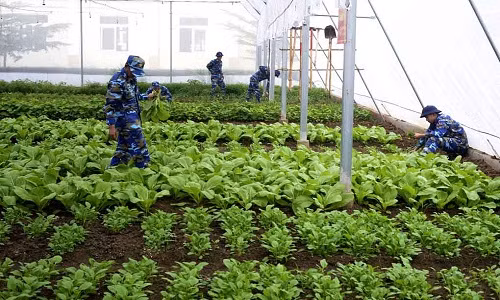 Vườn rau được áp dụng mô hình bán công nghệ cao, do 3-5 chiến sĩ đảm nhiệm