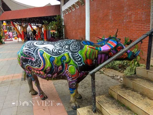 Ông Mai Thu - một nông dân đã dành nhiều giờ để trang điểm cho chú trâu 09 của mình cho biết, con trâu ở vùng cao vẫn rất gắn bó với người nông dân, ngoài cung cấp sức kéo, sinh sản, thì trâu còn là một tài sản lớn mang giá trị cao, nhiều gia đình từ chăn nuôi trâu mà thoát nghèo, xây dựng được nhà cửa và nuôi con ăn học.