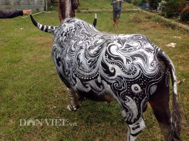 Một số hình ảnh khác về những chú trâu được "trang điểm" vui mắt.