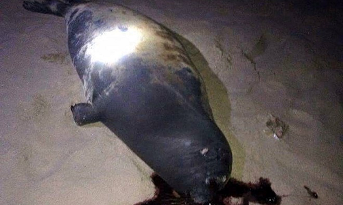 Con hải cẩu được người dân phát hiện bị đánh chết vào đêm Tết Dương Lịch. Ảnh : Phan Rí. Con hải cẩu được người dân phát hiện bị đánh chết vào đêm Tết Dương Lịch. Ảnh : Phan Rí.