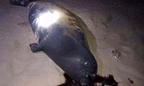 Con hải cẩu được người dân phát hiện bị đánh chết vào đêm Tết Dương Lịch. Ảnh : Phan Rí.