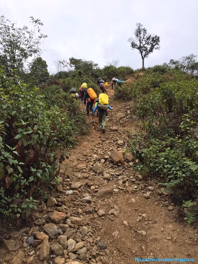 Cái mệt cùng hơi thở dốc heo trên mỗi bước chân. Chúng tôi không biết đâu là điểm dừng khi hai bên là cánh rừng già hun hút. Màu xanh của lá, màu vàng của thân cây xen lẫn màu sương đục, lẩn khuất trên đầu những đám mây vờn vũ tiếp sức cho chúng tôi trên hành trình chinh phục. 