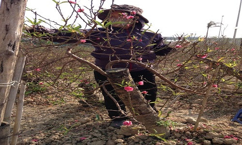 Bà Vân tỉa lá, hoa đào để cố vớt vát lại những cành đào đã ra hoa